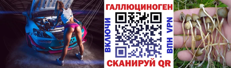 Купить где Геленджик Псилоцибиновые грибы мицелий